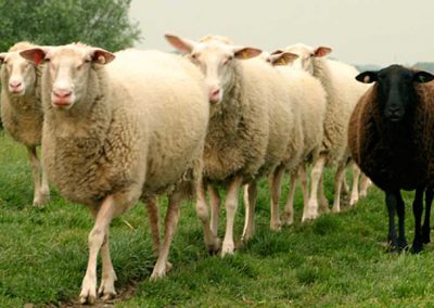 Friesische Schafskäserei mit Hofladen nahe St. Peter-Ording