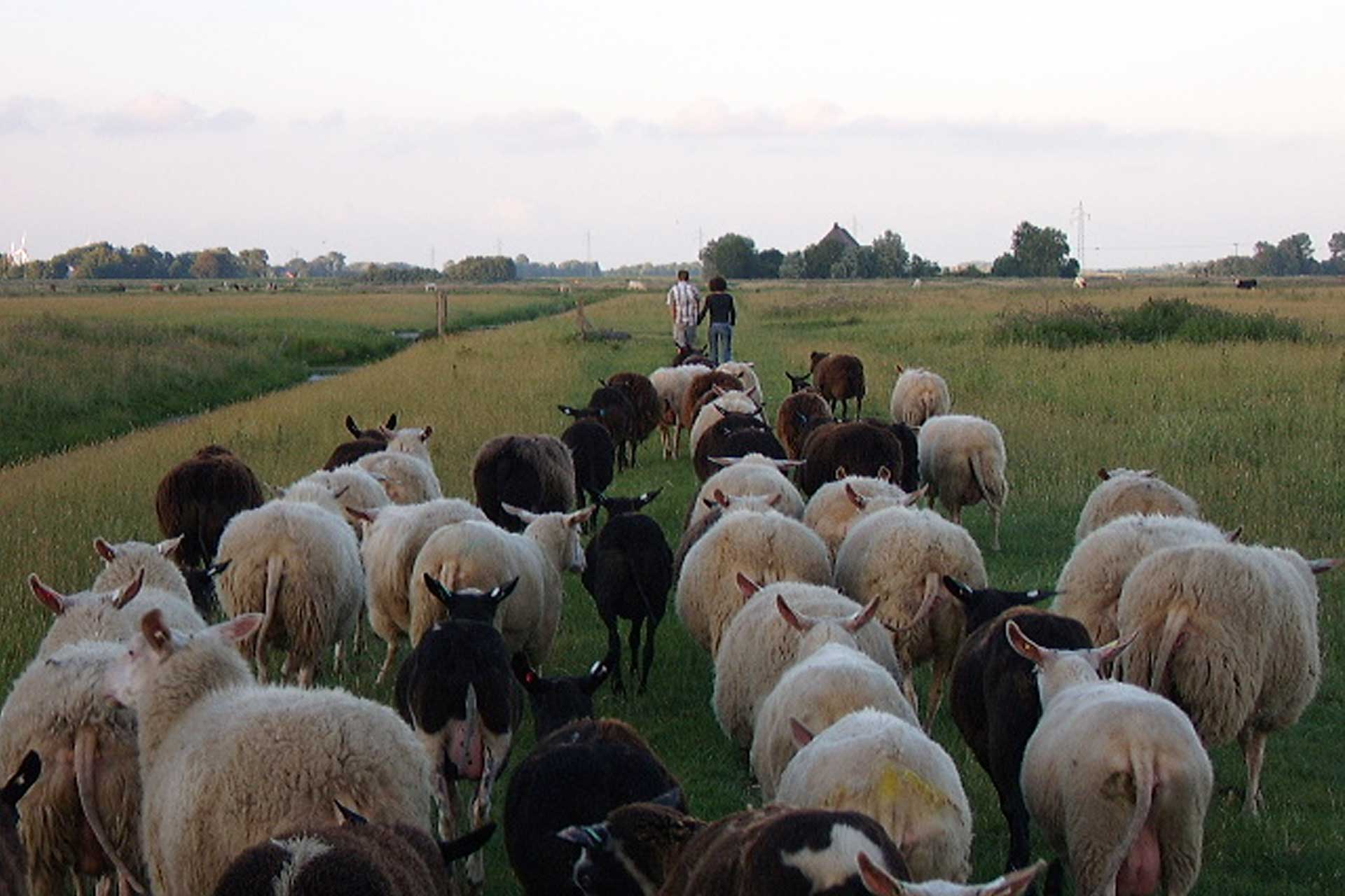 Friesische Schafskäserei mit Hofladen nahe St. Peter-Ording